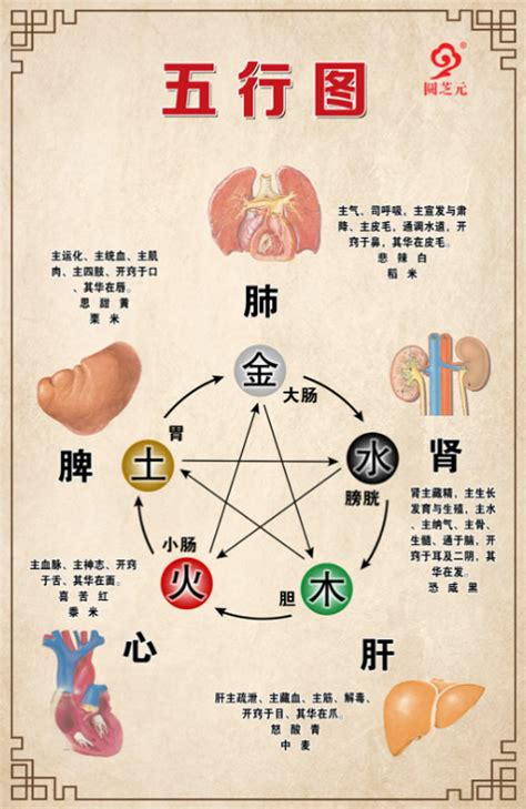 花瓶及盤 五行五脏